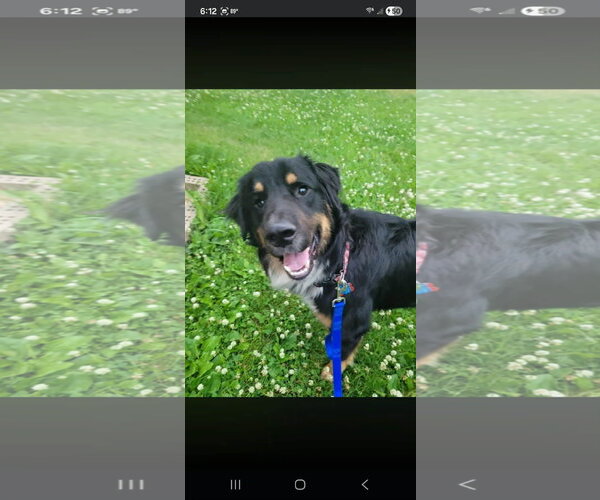 Medium Photo #5 Australian Mountain Dog Puppy For Sale in New London, WI, USA