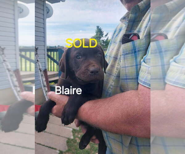 Medium Photo #3 Labrador Retriever Puppy For Sale in HARRISONBURG, VA, USA