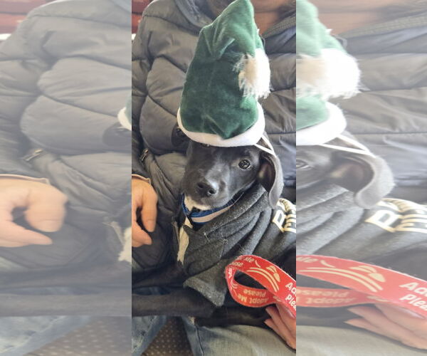 Medium Photo #1 Mutt Puppy For Sale in NYC, NY, USA