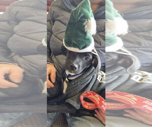 Mutt Dogs for adoption in NYC, NY, USA