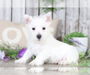 West Highland White Terrier Puppy for sale in MOUNT VERNON, OH, USA
