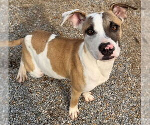 Mutt Dogs for adoption in Augusta, GA, USA