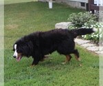Small Photo #1 Bernedoodle Puppy For Sale in ARCANUM, OH, USA