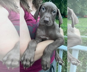 Medium Great Dane