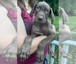 Puppy AKC Coka Great Dane