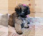 Small Photo #5 Shih Tzu Puppy For Sale in MANES, MO, USA