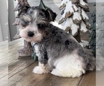 Small Photo #1 Schnauzer (Miniature) Puppy For Sale in FLORENCE, SD, USA