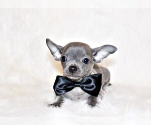 Medium Chihuahua