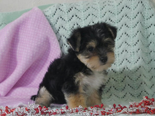 Poodle (Toy)-Yorkshire Terrier Mix Puppy for sale in CUYAHOGA FALLS, OH, USA