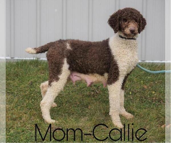 Medium Photo #2 Poodle (Standard)-Shepadoodle Mix Puppy For Sale in FREDERICKSBG, OH, USA