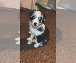 Border-Aussie Puppy for sale in MIDDLEBOROUGH, MA, USA