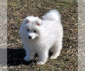 Samoyed Puppy for sale in WITHEE, WI, USA