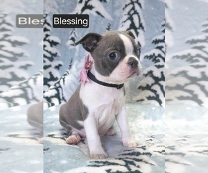 Boston Terrier Puppy for sale in MINERAL WELLS, WV, USA