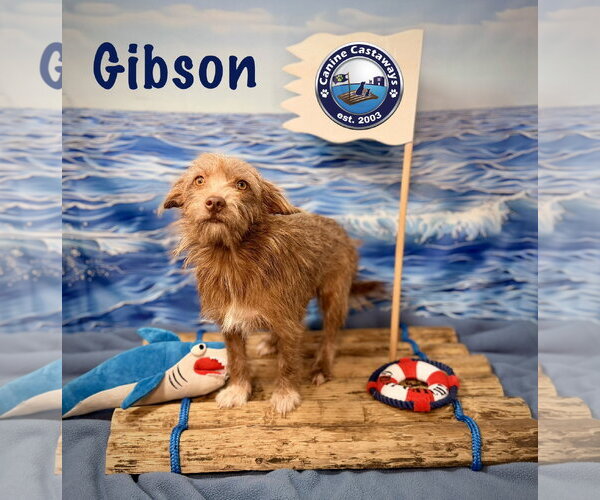 Medium Photo #3 Border Terrier-Irish Terrier Mix Puppy For Sale in Arcadia, FL, USA