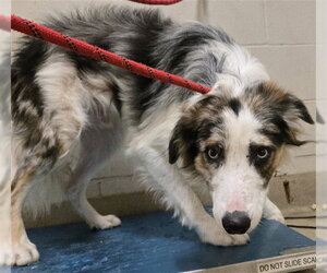 Border Collie Dogs for adoption in Santa Maria, CA, USA