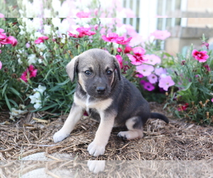 Norwegian Elkhound-Unknown Mix Puppy for sale in SHILOH, OH, USA