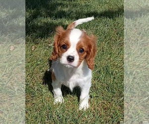 Medium Cavalier King Charles Spaniel