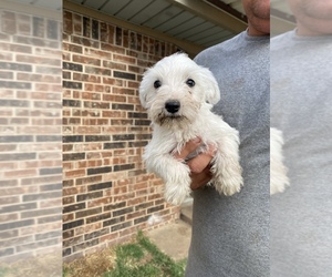 Schnauzer (Miniature) Puppy for Sale in WAURIKA, Oklahoma USA