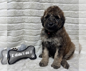 Goldendoodle Puppy for sale in AUBURN, IN, USA