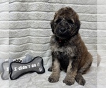 Image preview for Ad Listing. Nickname: Cinnamon