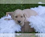 Small #4 Goldendoodle