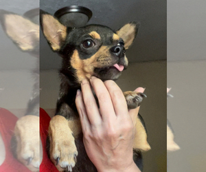 Chihuahua Dog for Adoption in ADAMSVILLE, Tennessee USA