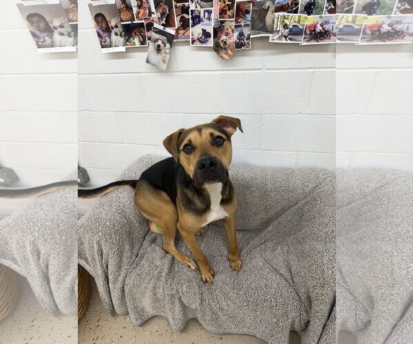 Medium Photo #2 Beagle-German Shepherd Dog Mix Puppy For Sale in York, SC, USA