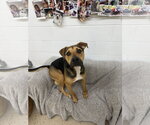 Small #1 Beagle-German Shepherd Dog Mix