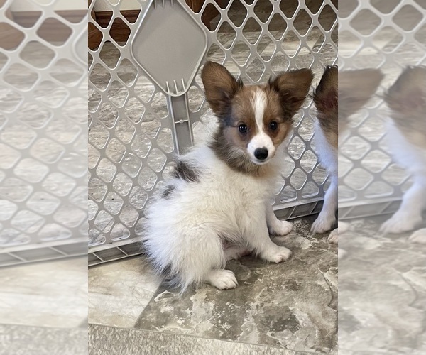 Medium Photo #6 Papillon Puppy For Sale in CANOGA, NY, USA