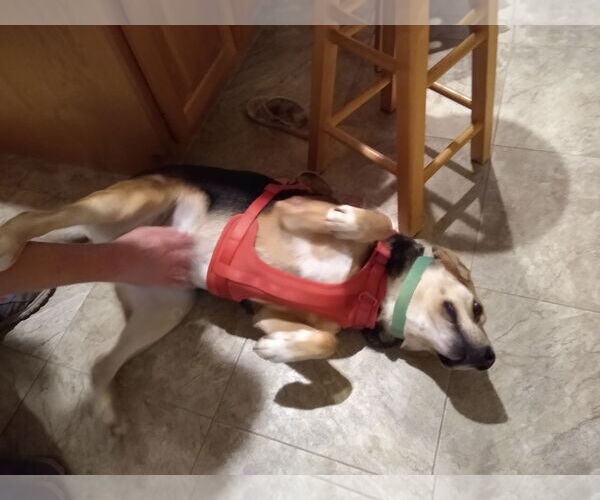 Medium Photo #10 Mutt Puppy For Sale in Forest, VA, USA