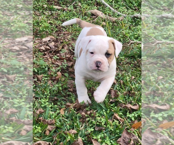 Medium Photo #1 American Bulldog-English Bulldog Mix Puppy For Sale in DAPHNE, AL, USA