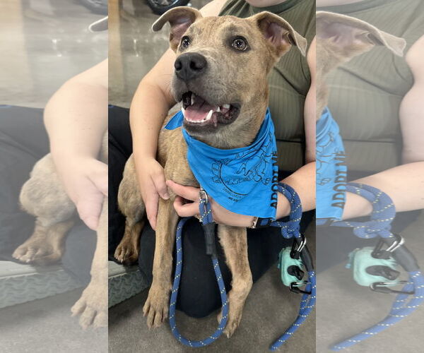 Medium Photo #7 American Pit Bull Terrier-Unknown Mix Puppy For Sale in Germantown, OH, USA