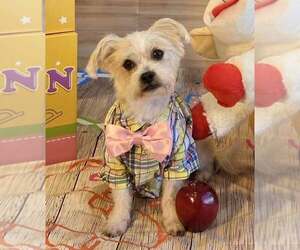 Shih Tzu-Unknown Mix Dogs for adoption in Lee's Summit, MO, USA