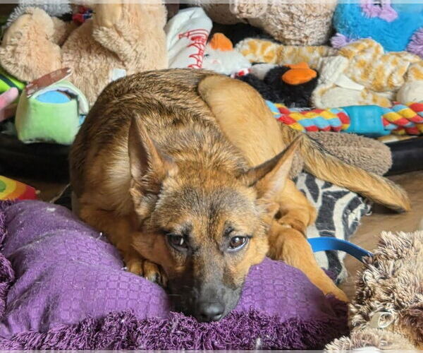 Medium Photo #4 Shepradors Puppy For Sale in Princeton, MN, USA