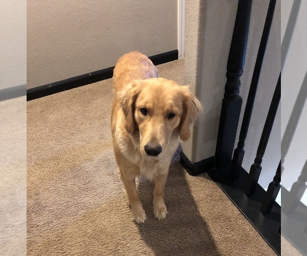 Medium Photo #1 Golden Retriever Puppy For Sale in FAIR OAKS, CA, USA