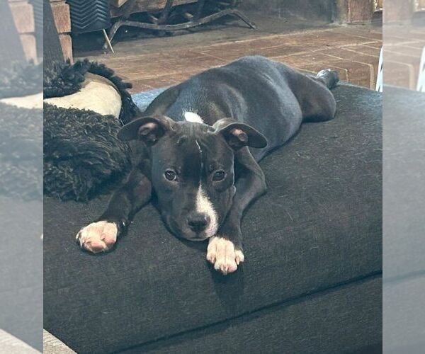 Medium Photo #14 American Pit Bull Terrier-Labrador Retriever Mix Puppy For Sale in OKLAHOMA CITY, OK, USA