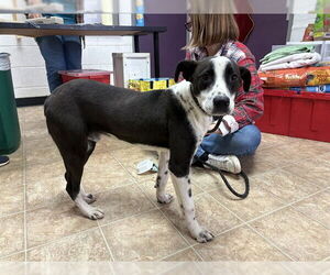 American Staffordshire Terrier-Unknown Mix Dogs for adoption in Raleigh, NC, USA