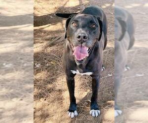 American Staffordshire Terrier-Labrador Retriever Mix Dogs for adoption in Sacramento, CA, USA