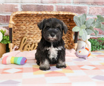 Small #6 Schnauzer (Miniature)