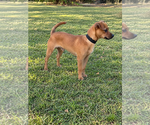 Small Photo #2 Chihuahua-Unknown Mix Puppy For Sale in PIPE CREEK, TX, USA