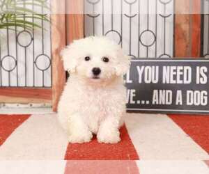 Bichon Frise Puppy for sale in NAPLES, FL, USA