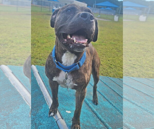 Medium Photo #8 Mutt Puppy For Sale in Virginia Beach, VA, USA