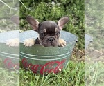 Small #2 French Bulldog