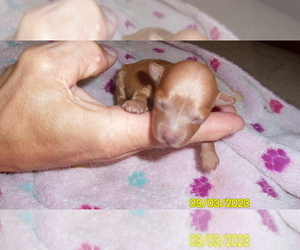 Poodle (Toy) Puppy for sale in DULUTH, GA, USA