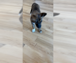 Small #3 Boxer Mix