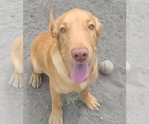 Golden Retriever-Unknown Mix Dogs for adoption in Minneapolis, MN, USA