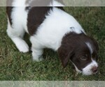 Small Photo #5 Brittany Puppy For Sale in HAMILTON, GA, USA