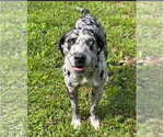 Small Black and Tan Coonhound-Catahoula Leopard Dog Mix
