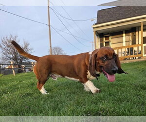 Basset Hound Dogs for adoption in Brookville, OH, USA