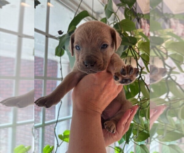 Medium Photo #10 Cane Corso Puppy For Sale in FAYETTEVILLE, NC, USA